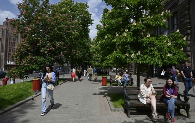 Окраса парків і скверів? Яка рослина може стати новим символом Києва